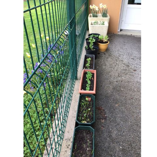 bac-potager-ecoles-les-petits-radis Potager dans des jardinières dans une école